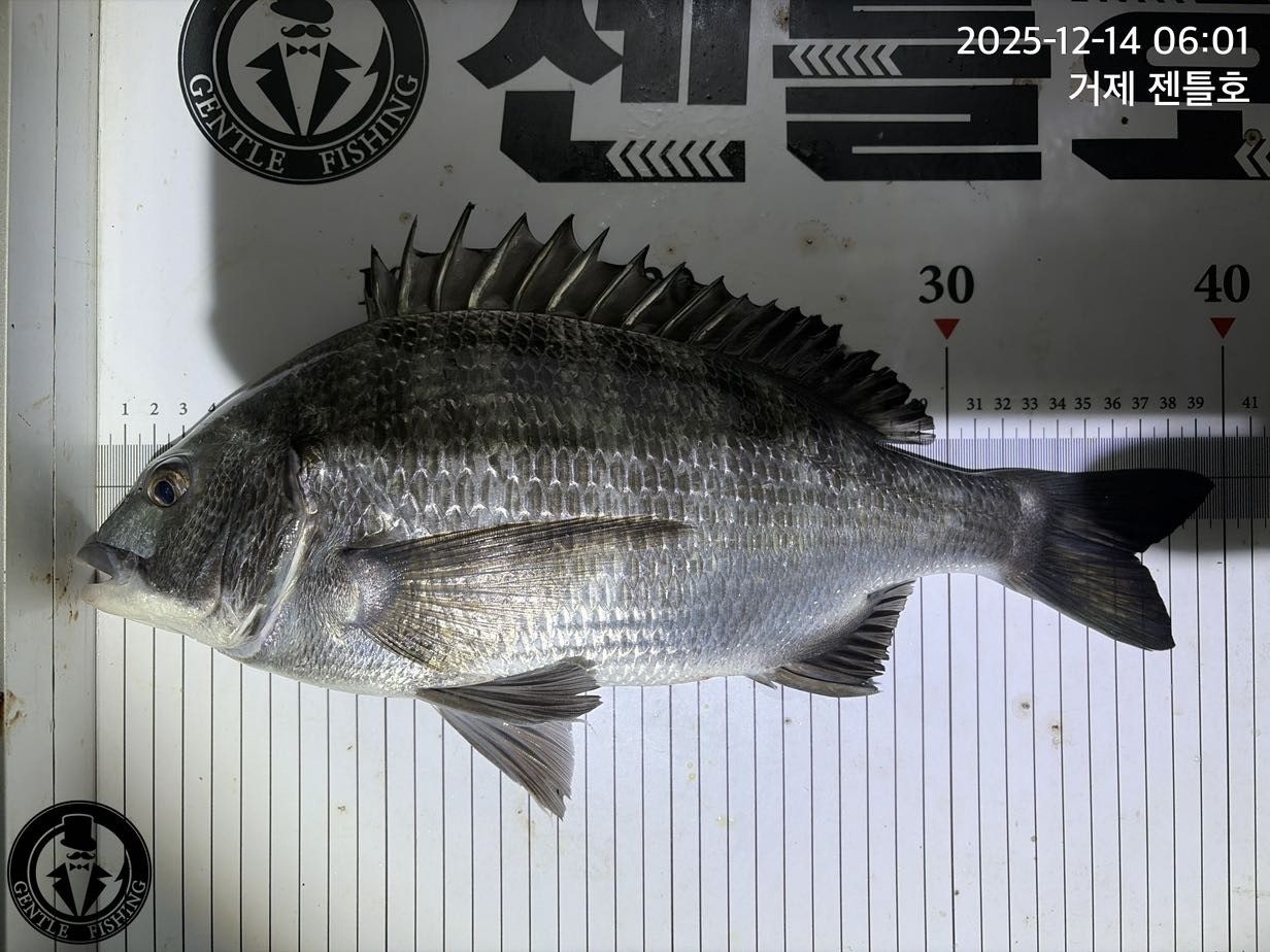 ����ڰ� �ø� �̹���