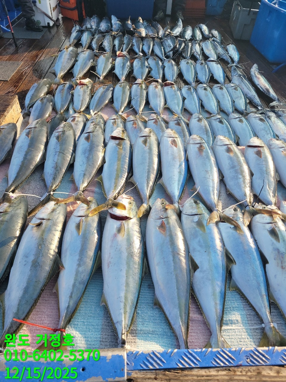 12월 15일 완도 거정호 빅게임(방어  부시리) 조황입니다 .