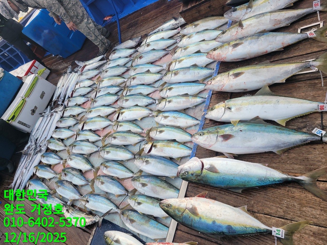 12월 16일 완도 거정호 빅게임(방어  부시리) 조황입니다.