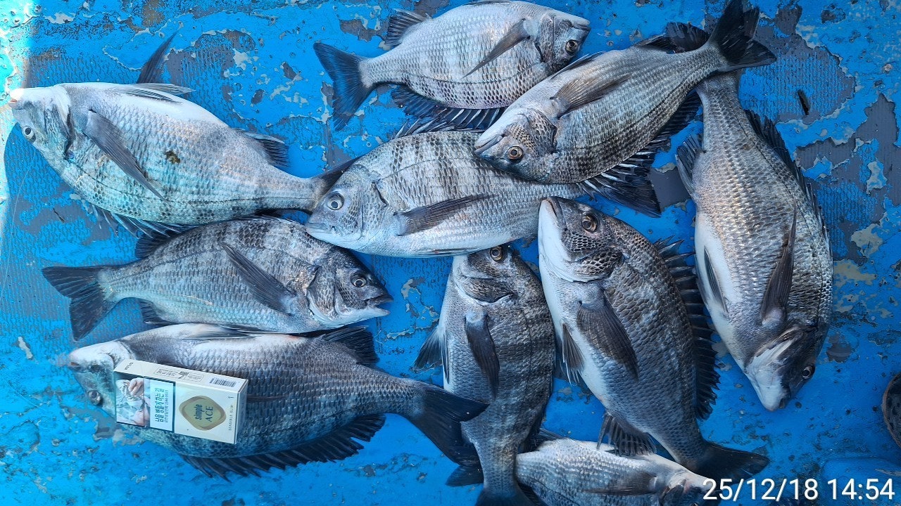 ����ڰ� �ø� �̹���