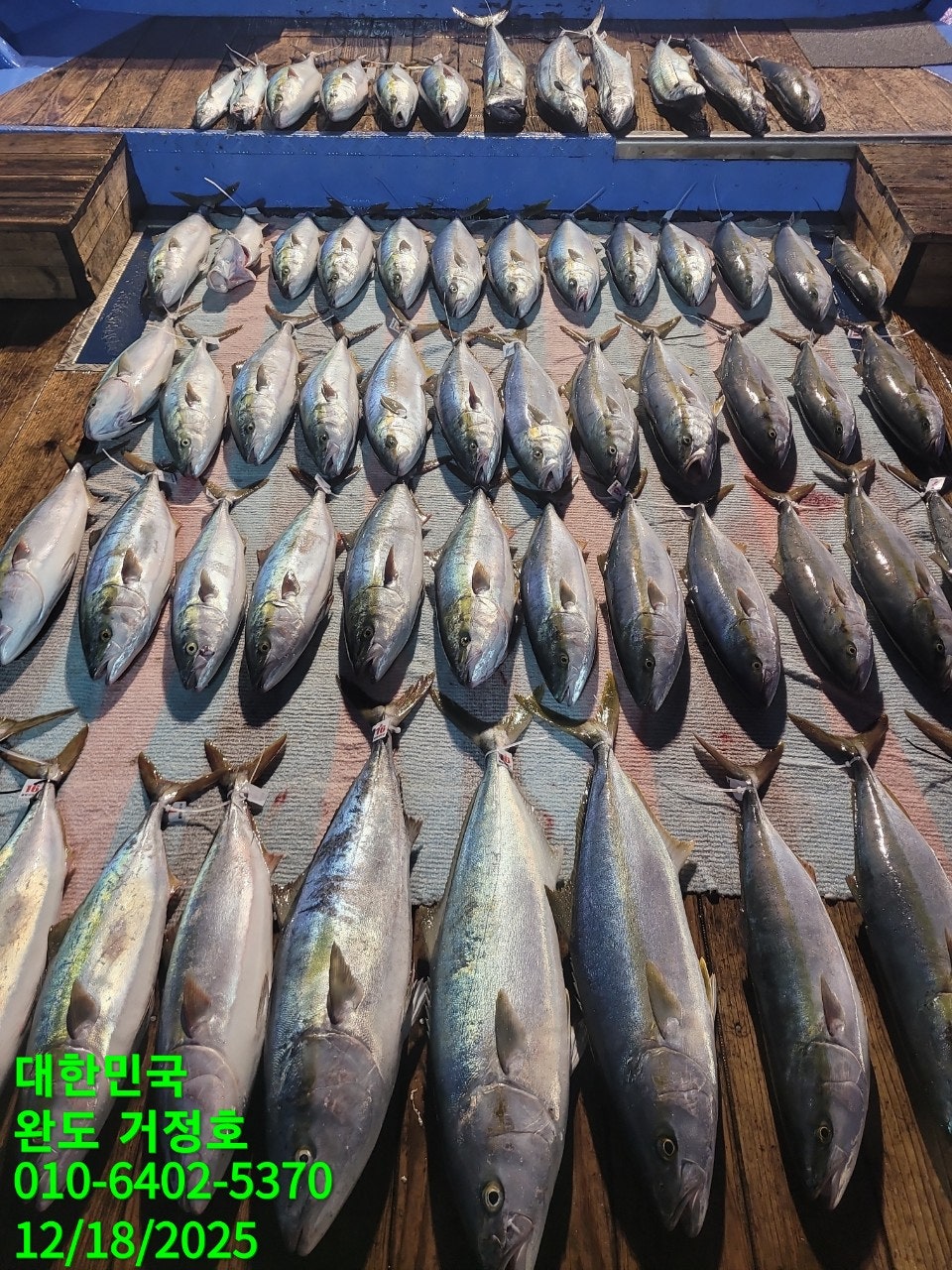 12월 18일 완도 거정호 빅게임(방어  부시리) 조황입니다.