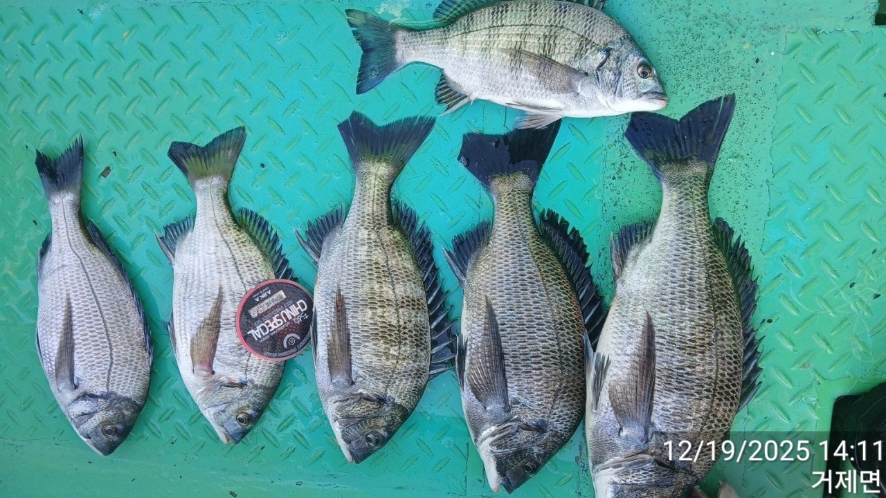 ����ڰ� �ø� �̹���