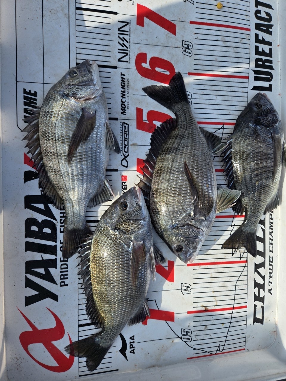 ����ڰ� �ø� �̹���