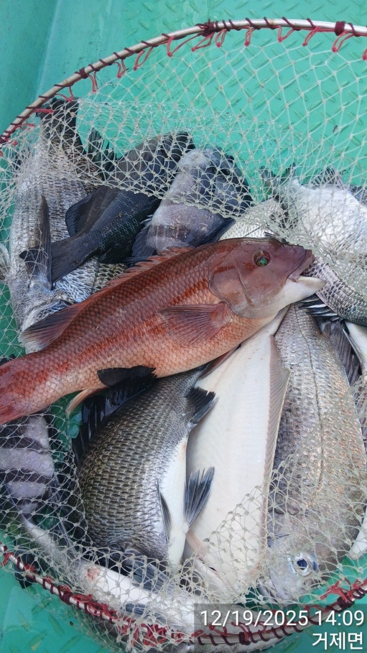 ����ڰ� �ø� �̹���