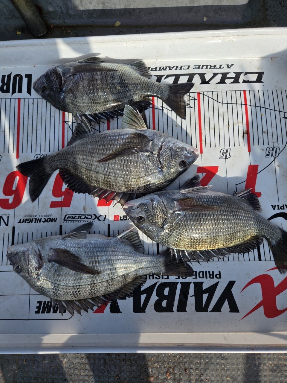 ����ڰ� �ø� �̹���