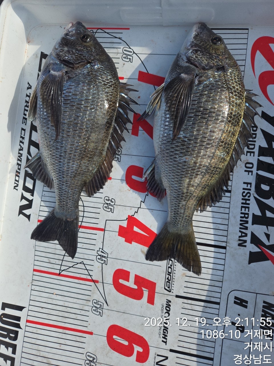 ����ڰ� �ø� �̹���