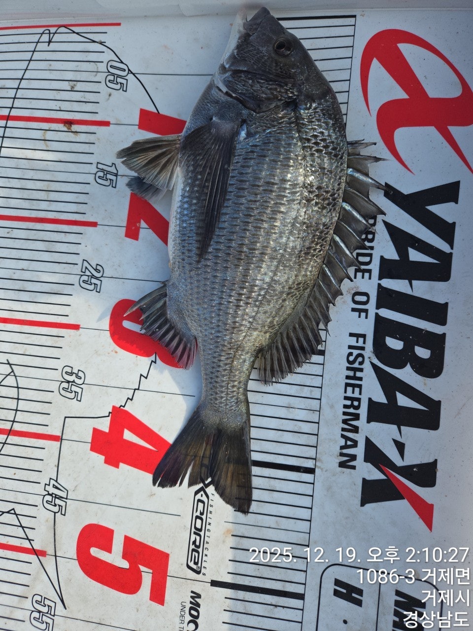 ����ڰ� �ø� �̹���