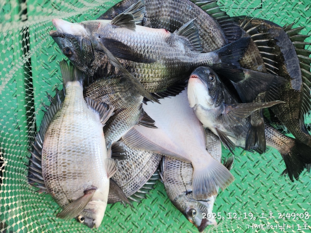 ����ڰ� �ø� �̹���