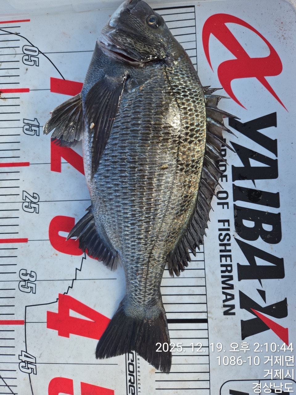 ����ڰ� �ø� �̹���