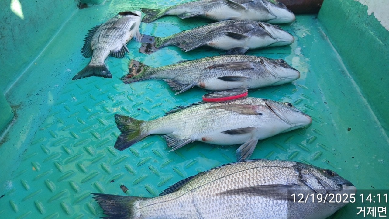 ����ڰ� �ø� �̹���