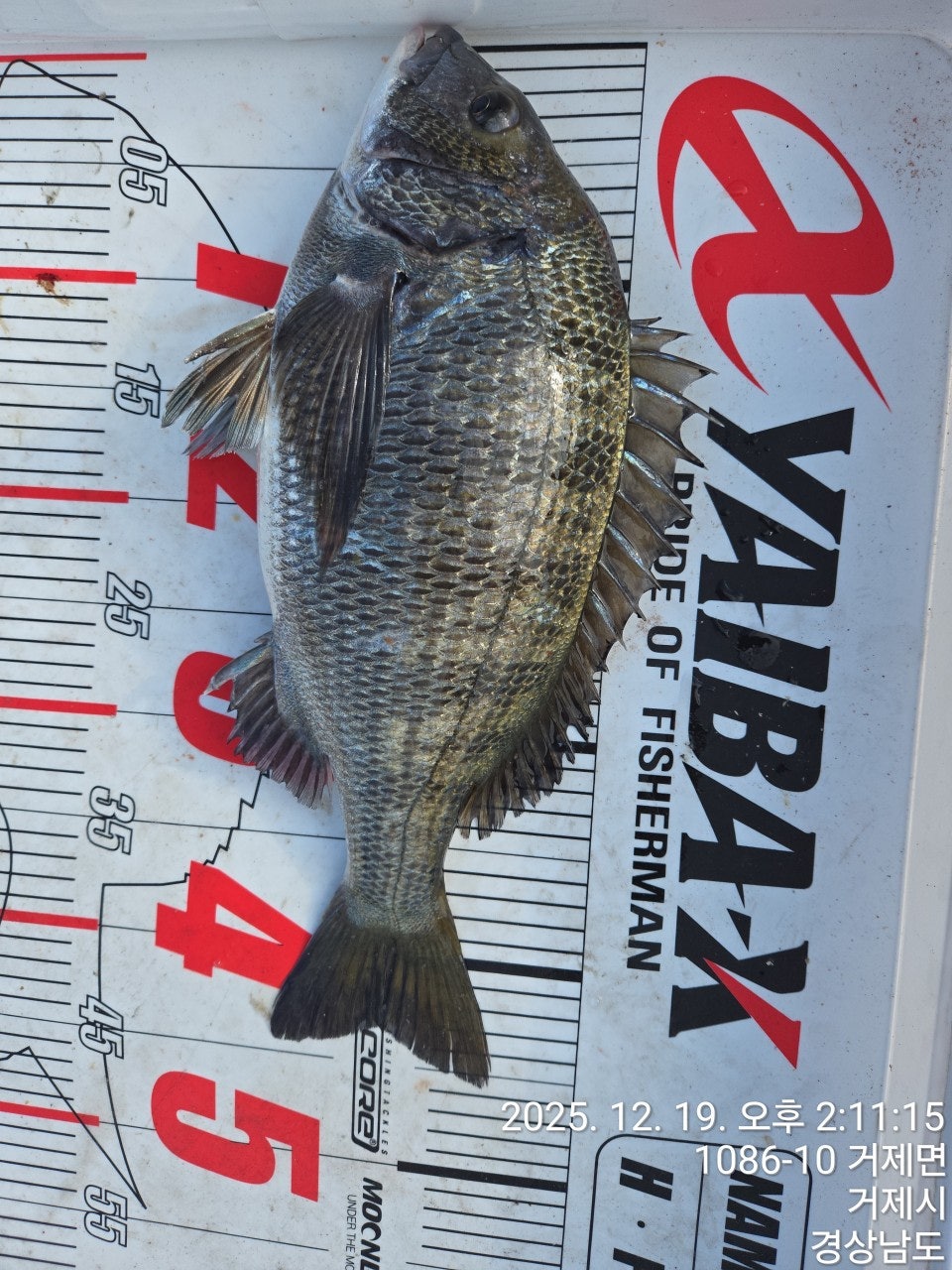 ����ڰ� �ø� �̹���