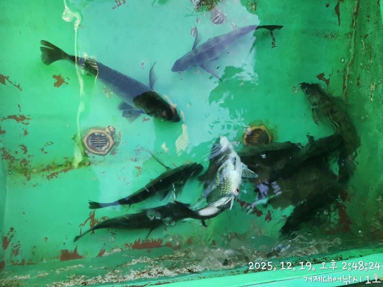 ����ڰ� �ø� �̹���