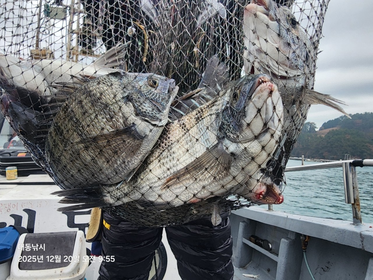 ����ڰ� �ø� �̹���