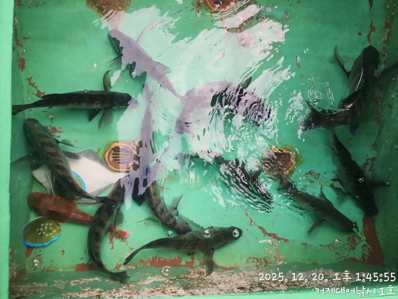 사용자가 올린 이미지