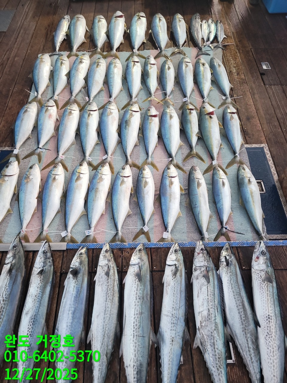 12월 27일 완도 거정호 빅게임(방어  부시리) 조황입니다.