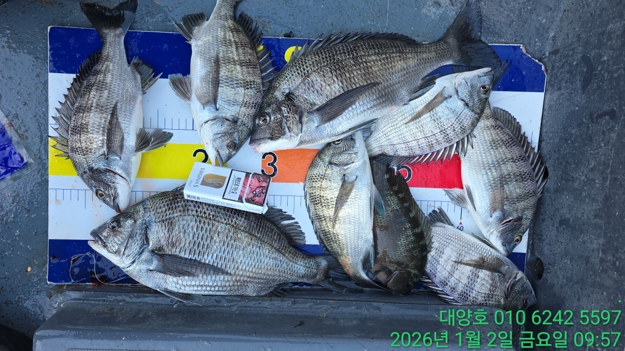 ����ڰ� �ø� �̹���