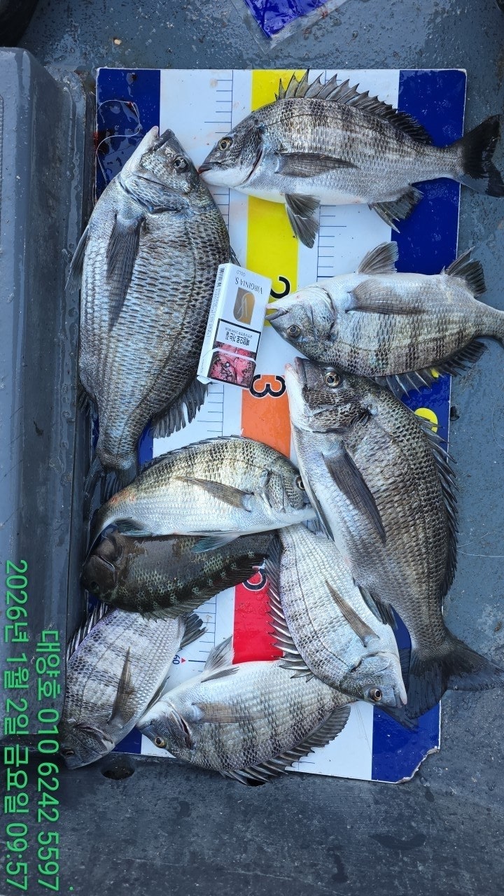 ����ڰ� �ø� �̹���