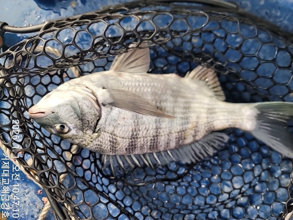 ����ڰ� �ø� �̹���