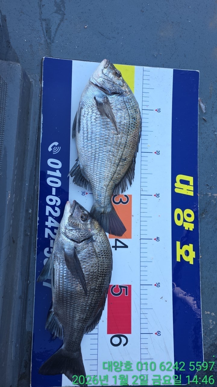 ����ڰ� �ø� �̹���