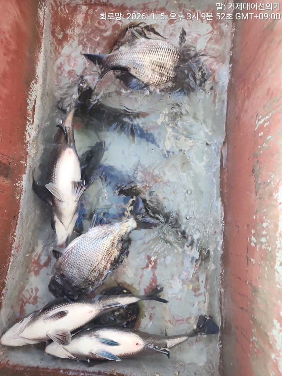 ����ڰ� �ø� �̹���