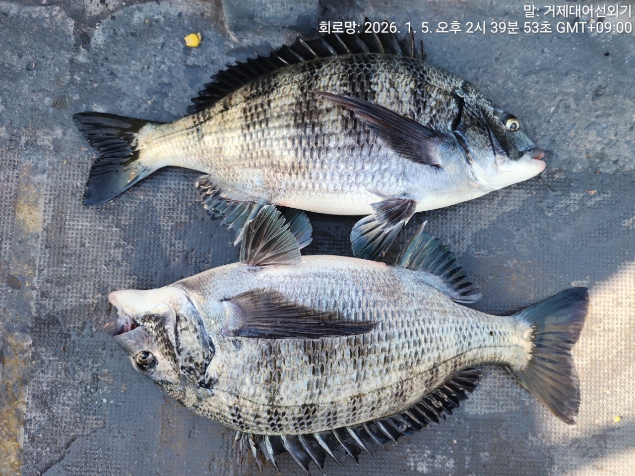 ����ڰ� �ø� �̹���