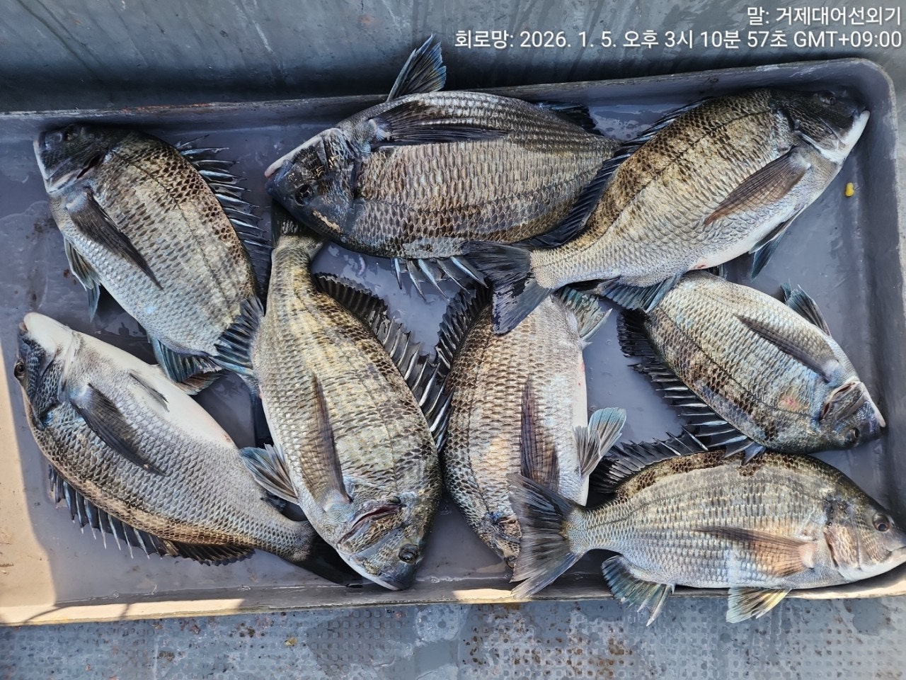 ����ڰ� �ø� �̹���