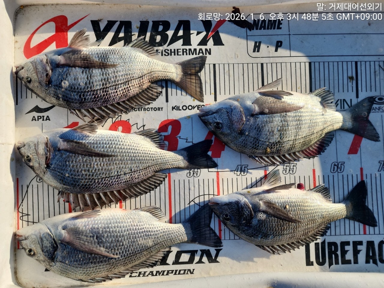 ����ڰ� �ø� �̹���