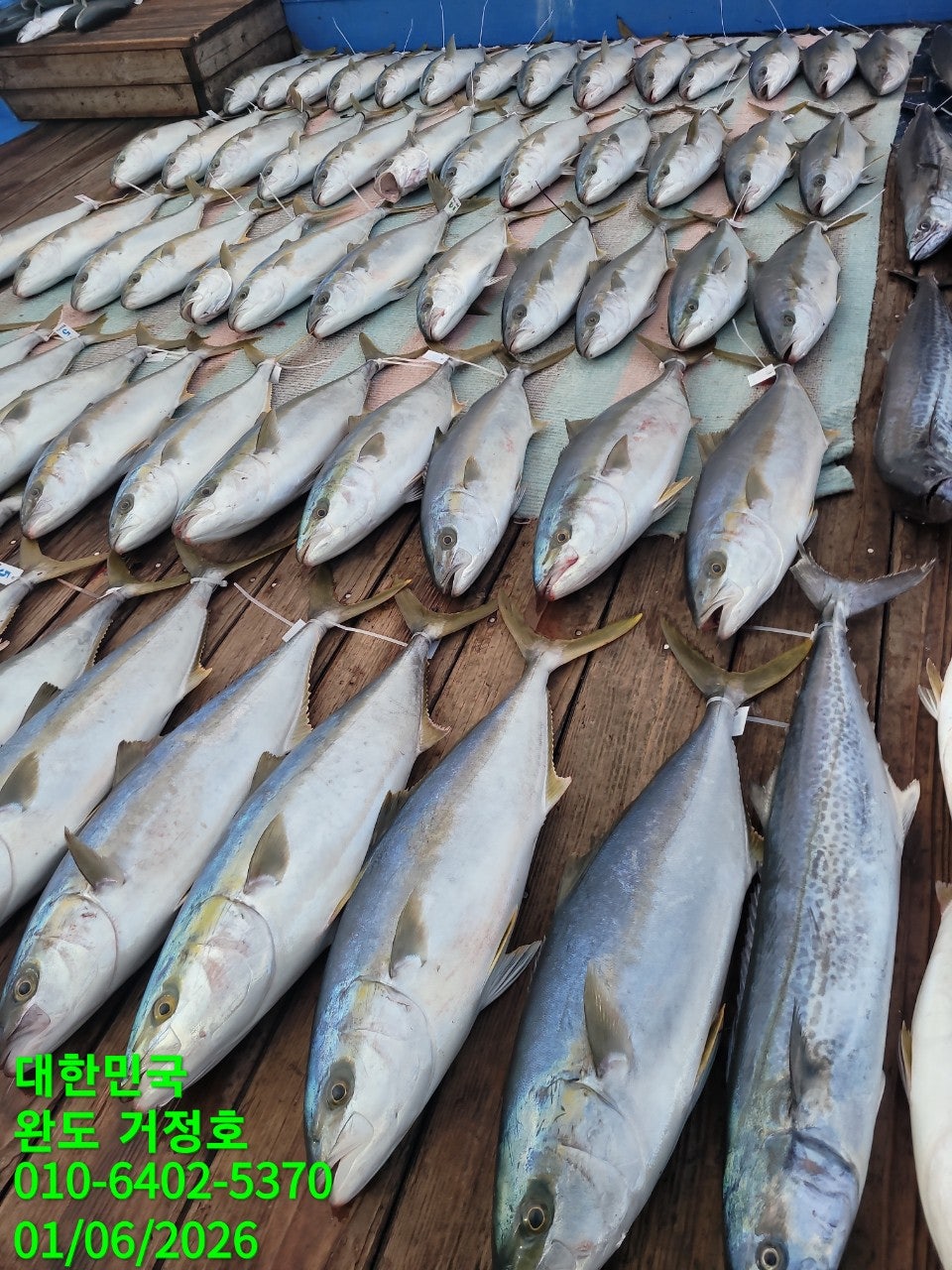 1월 6일 완도 거정호 빅게임(방어 부시리) 조황입니다.