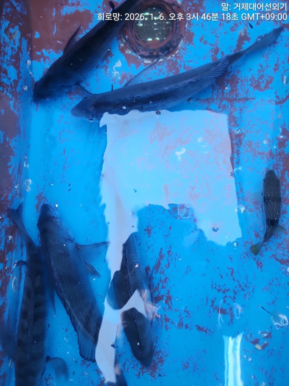 ����ڰ� �ø� �̹���