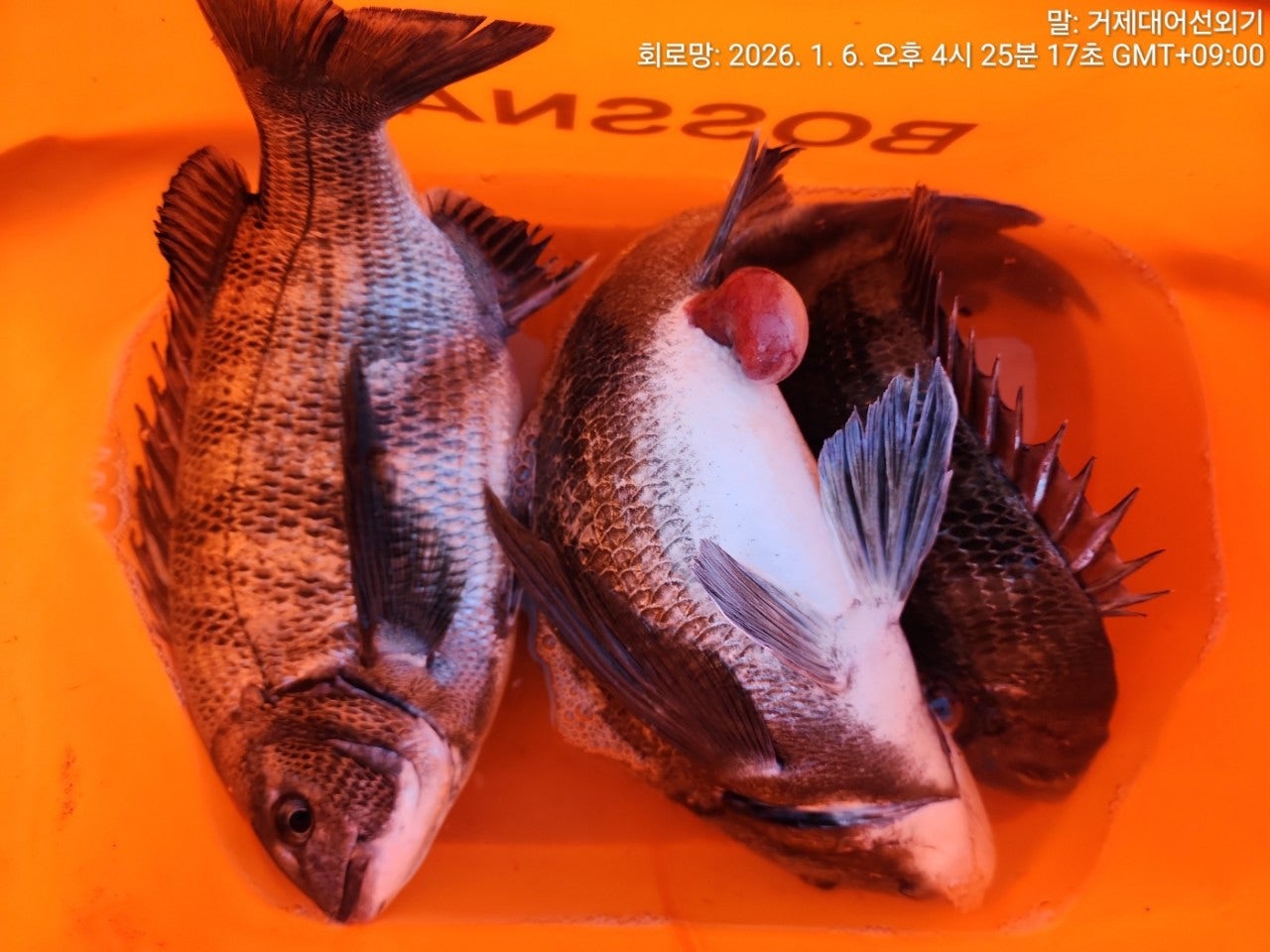 ����ڰ� �ø� �̹���