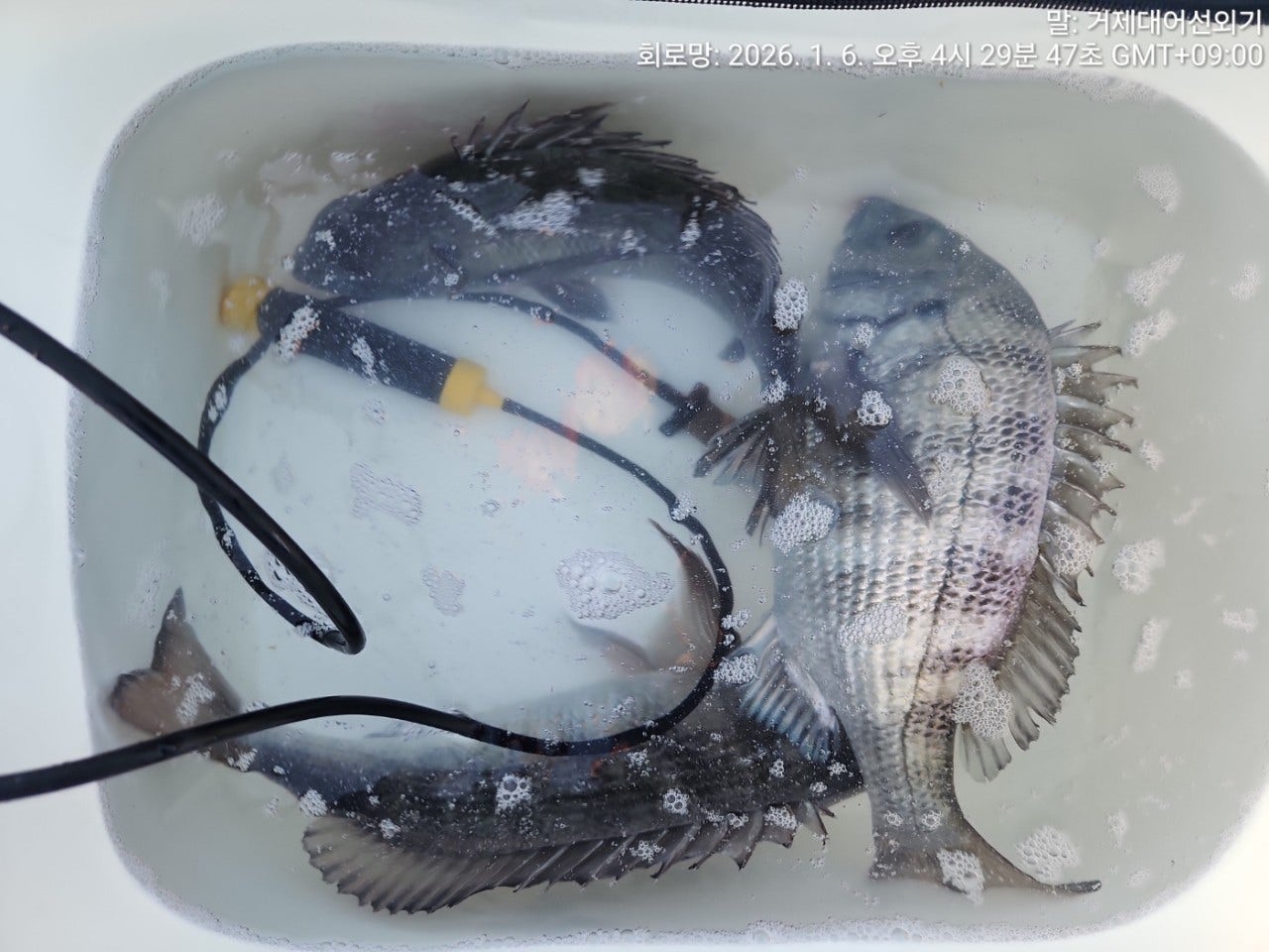 ����ڰ� �ø� �̹���