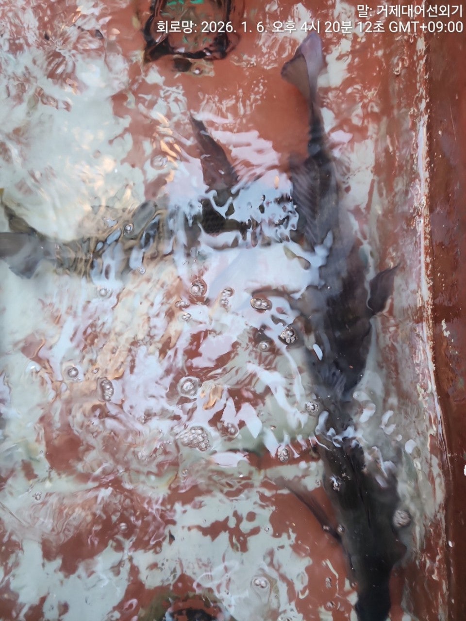 ����ڰ� �ø� �̹���