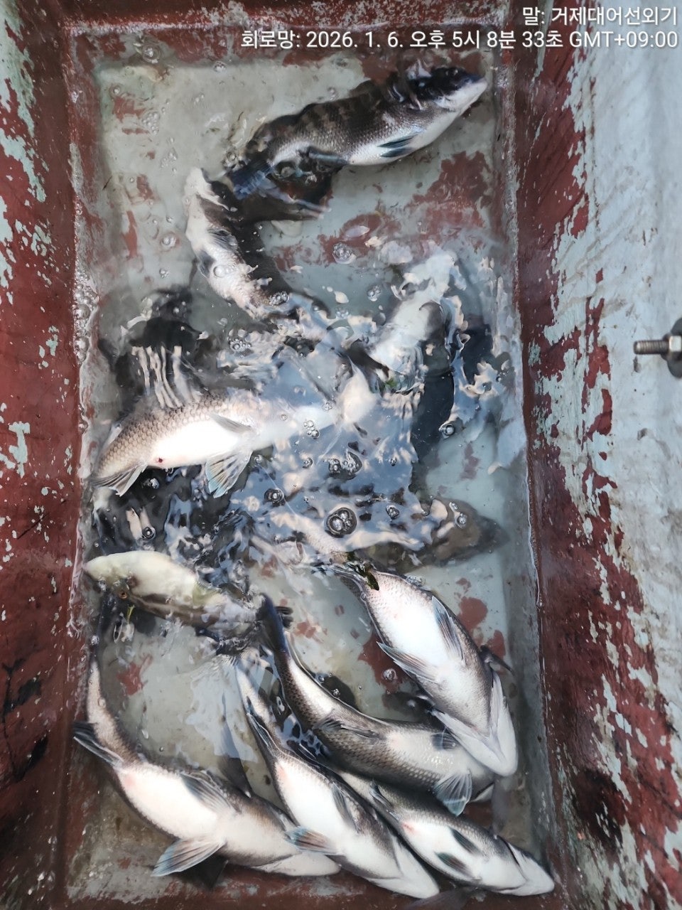 ����ڰ� �ø� �̹���