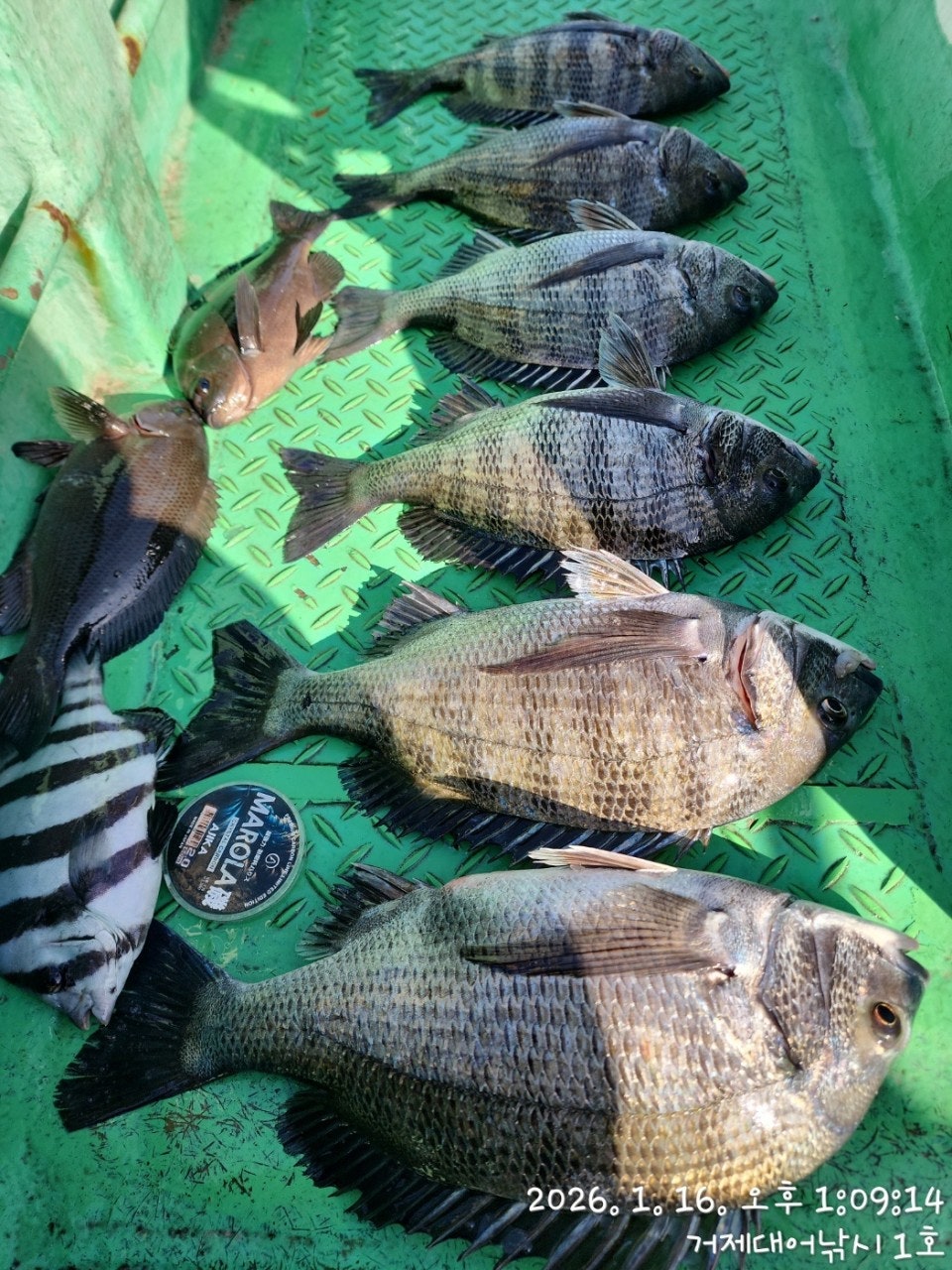 사용자가 올린 이미지