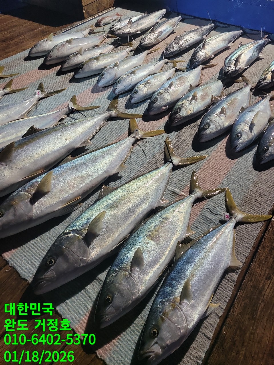 1월 18일 완도 거정호 빅게임(방어 부시리) 조황입니다.