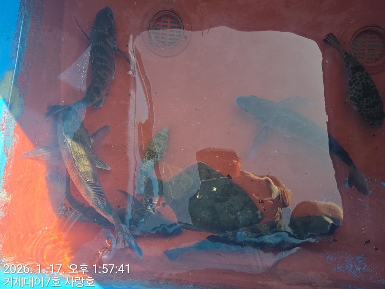 사용자가 올린 이미지