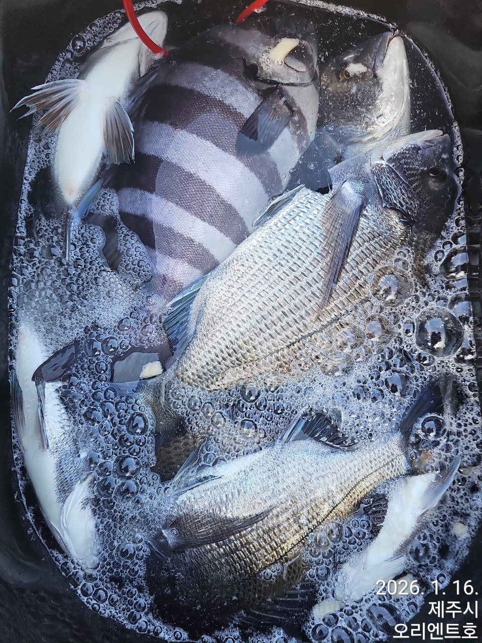 사용자가 올린 이미지