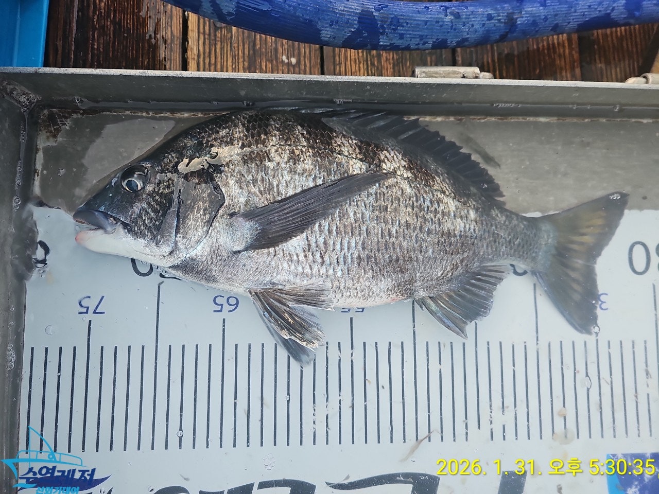 </div>						                    </div>
                </td>
            </tr>
        </table>
	<!--조황정보 수정-->	
	

	<!--조황정보 수정 끝 -->
                <div class=