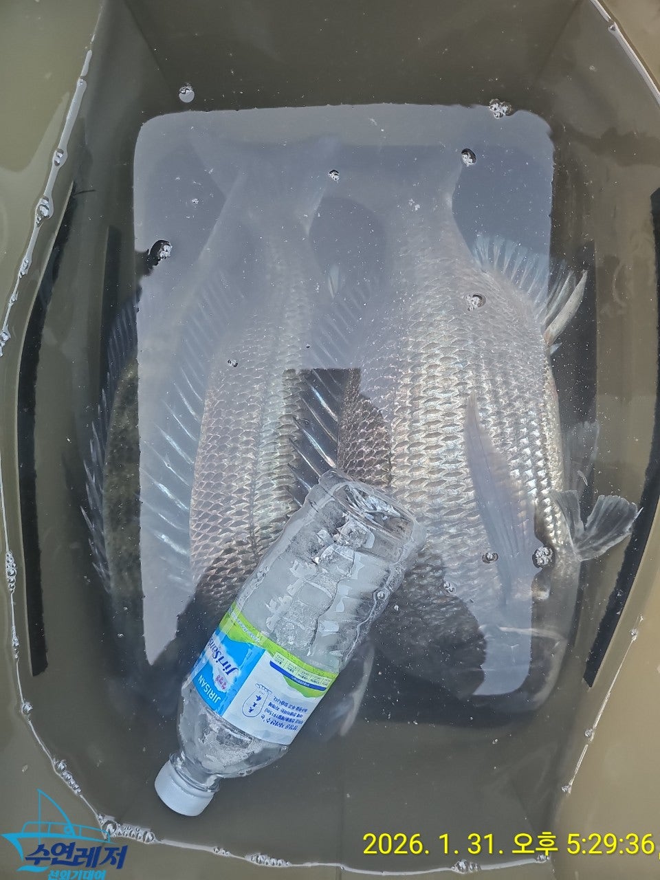 사용자가 올린 이미지