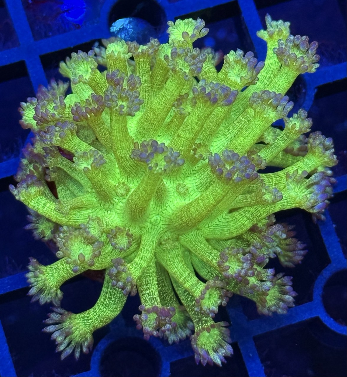 魚家珊瑚資訊+特賣場| BAND