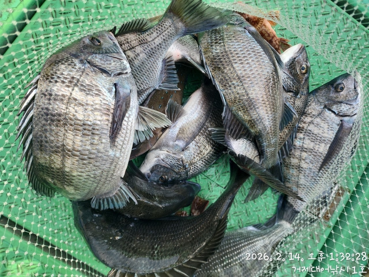 ����ڰ� �ø� �̹���