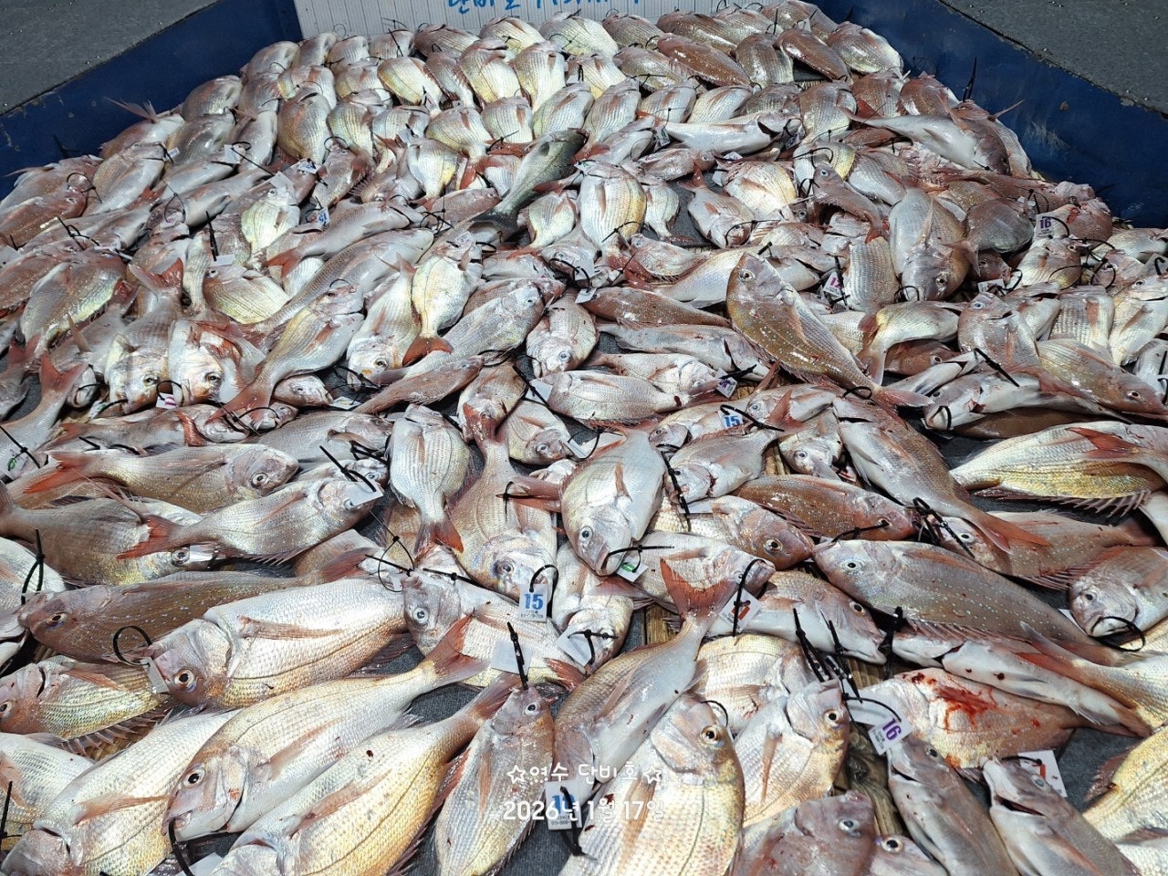 사용자가 올린 이미지