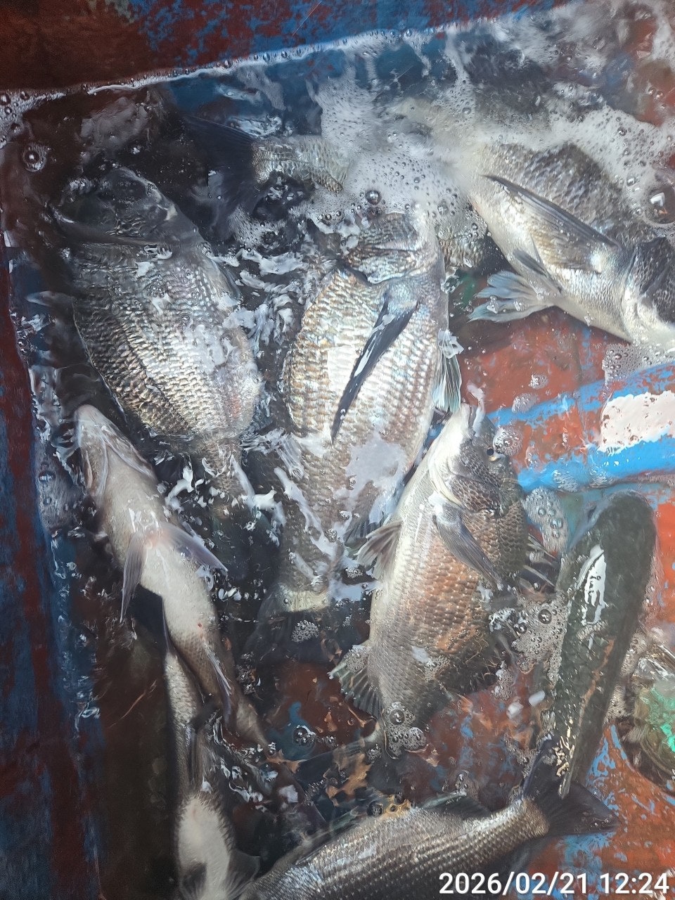 ����ڰ� �ø� �̹���