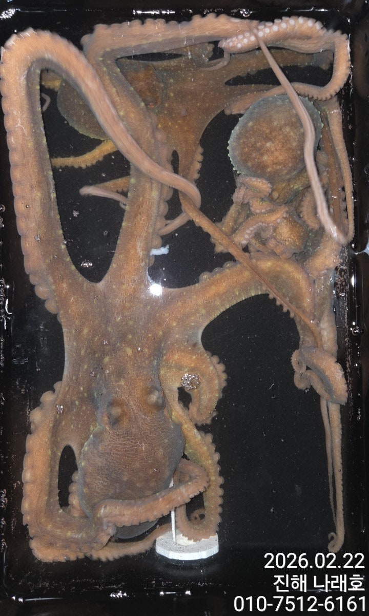 ����ڰ� �ø� �̹���