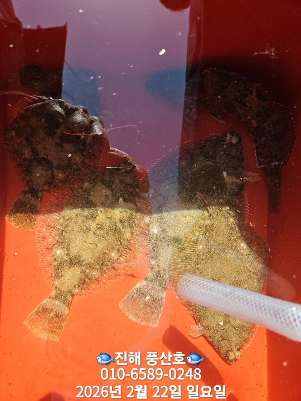 ����ڰ� �ø� �̹���