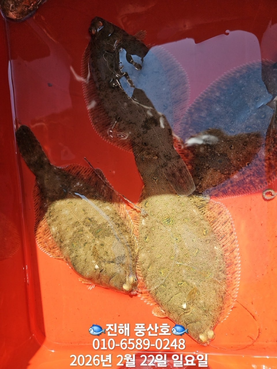 ����ڰ� �ø� �̹���