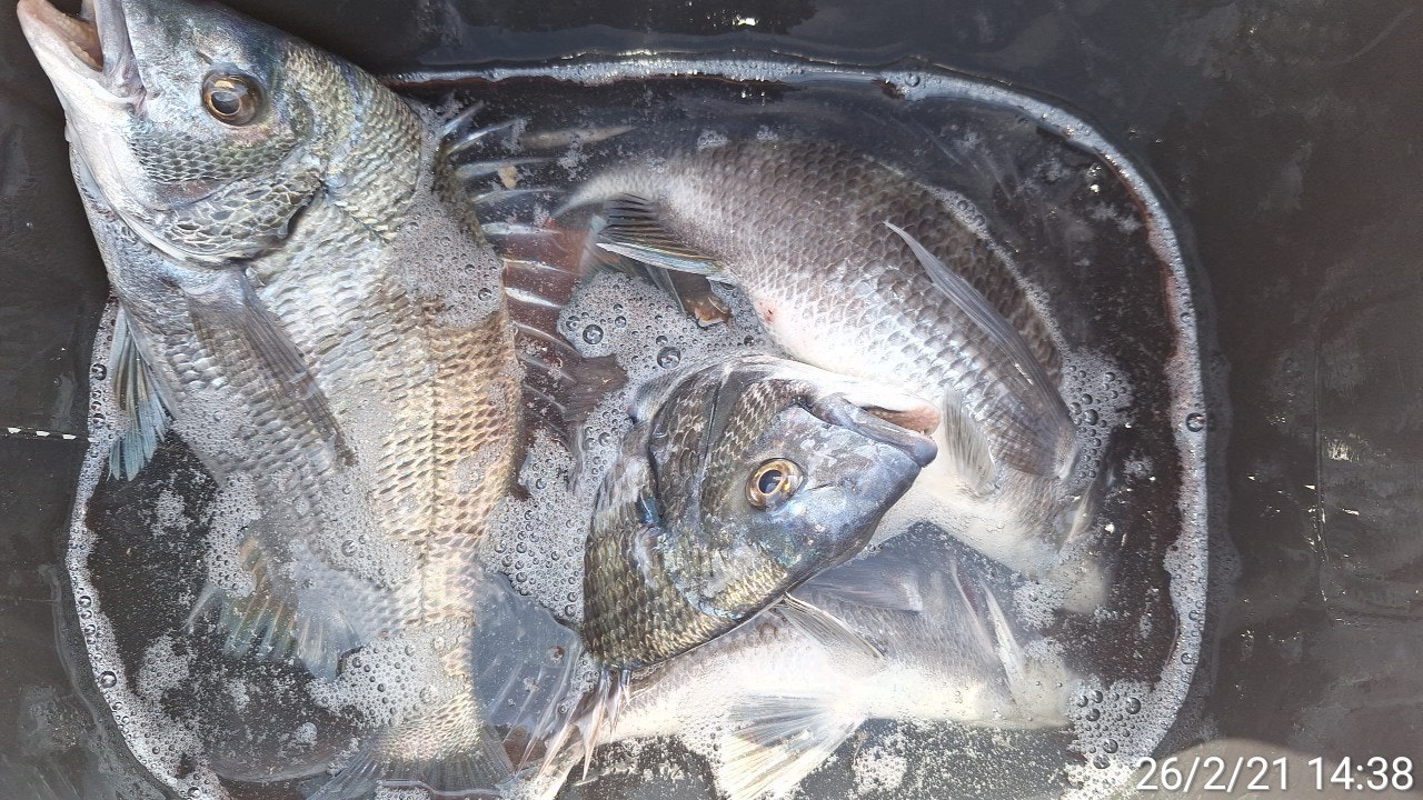 ����ڰ� �ø� �̹���