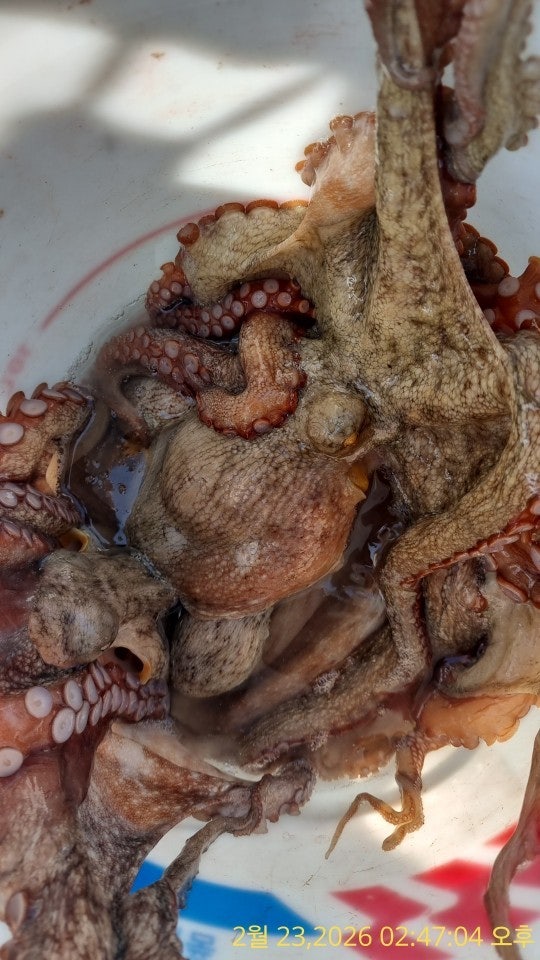 ����ڰ� �ø� �̹���