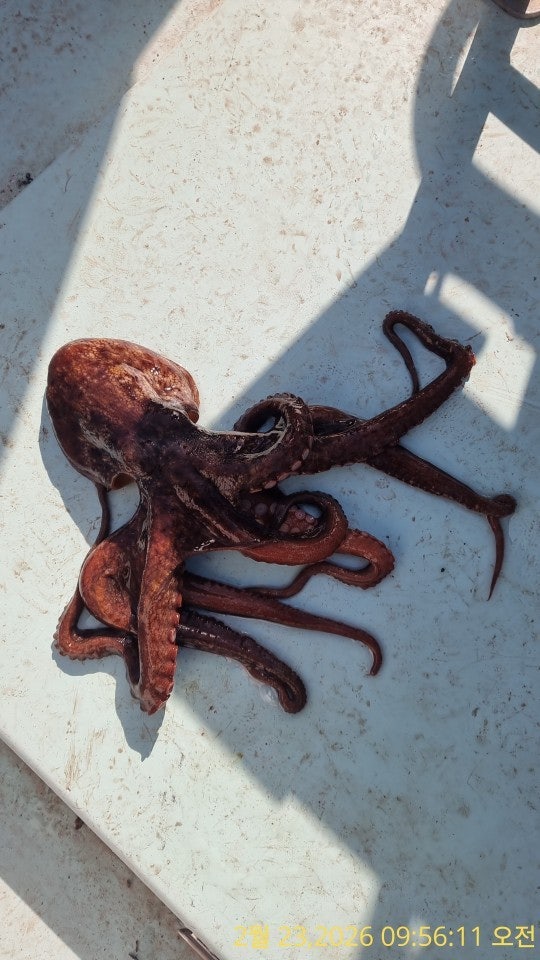 ����ڰ� �ø� �̹���