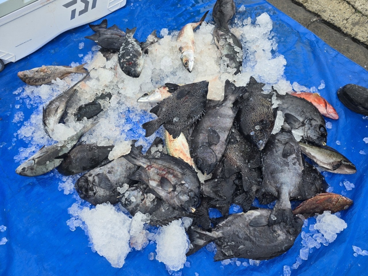 ����ڰ� �ø� �̹���